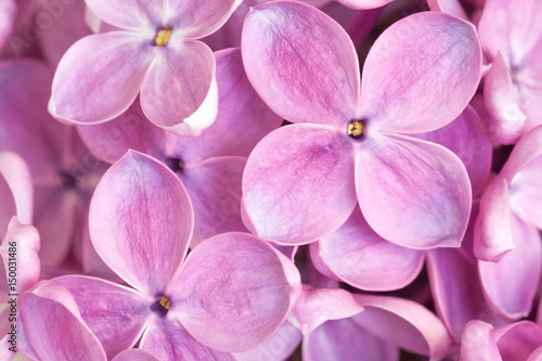 Lilac flowers blossom, vivid purple colors. Floral motif wallpaper