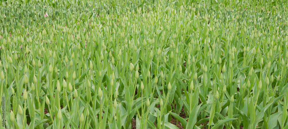green tulips at the flowers wholesale market green tulips at the flowers wholesale market