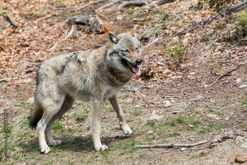 The wolf lurks on prey  looking from the front. European wolf  Europaeischer Wolf  Canis lupus  wolf  CZECH REPUBLIC