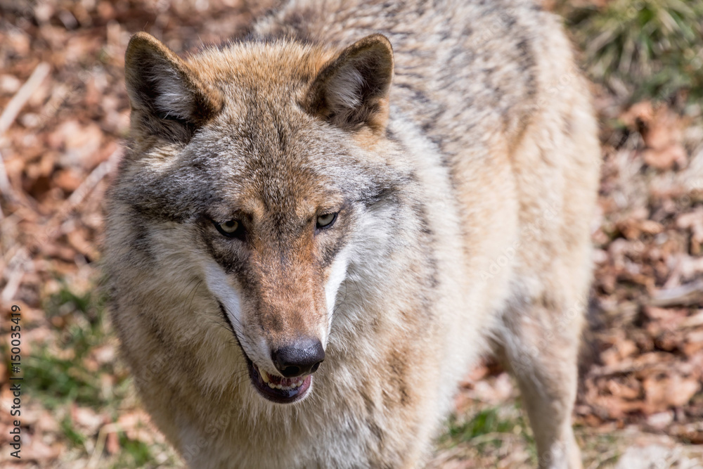 The wolf lurks on prey, looking from the front. European wolf, Europaeischer Wolf, Canis lupus, wolf, CZECH REPUBLIC The wolf lurks on prey, looking from the front. European wolf, Europaeischer Wolf, Canis lupus, wolf, CZECH REPUBLIC