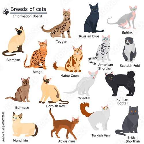 Set of cats breeds color flat icons for web and mobile design photo