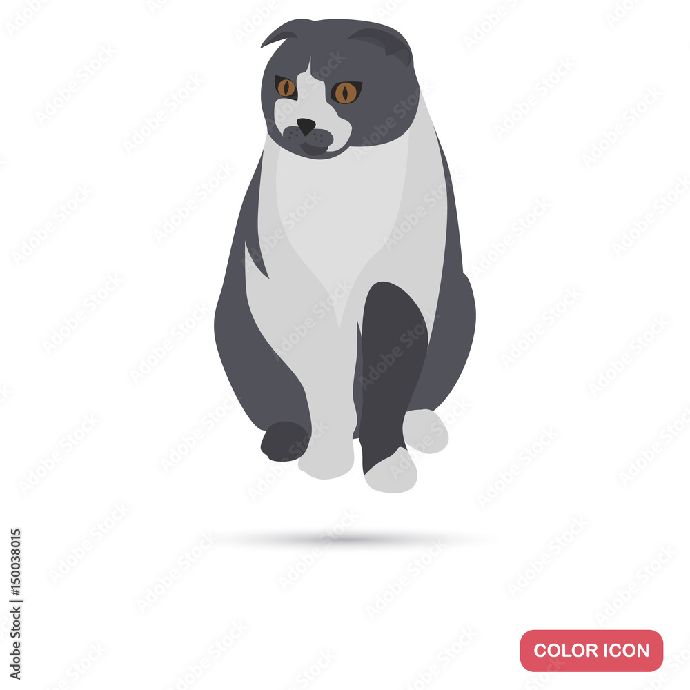 Obraz premium Scotish fold cat bree color flat icon for web and mobile design