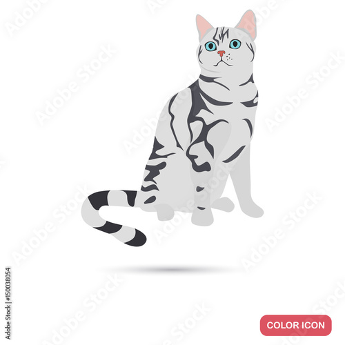 American Shorrthair cat breed color flat icon for web and mobile design