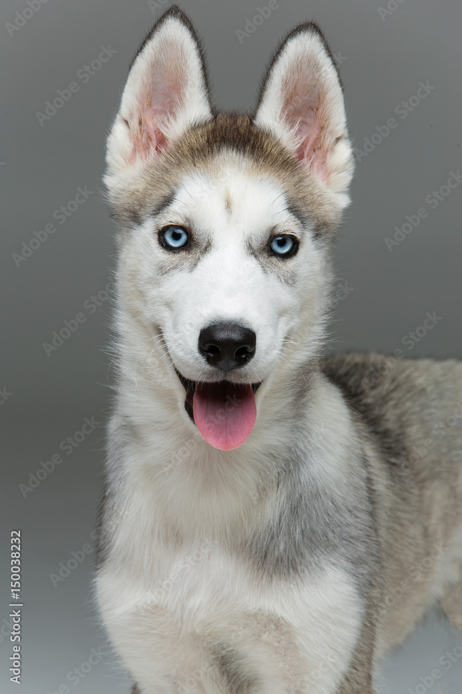 Cute husky puppy dog Cute husky puppy dog
