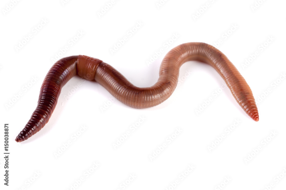 one earthworms isolated on white background one earthworms isolated on white background