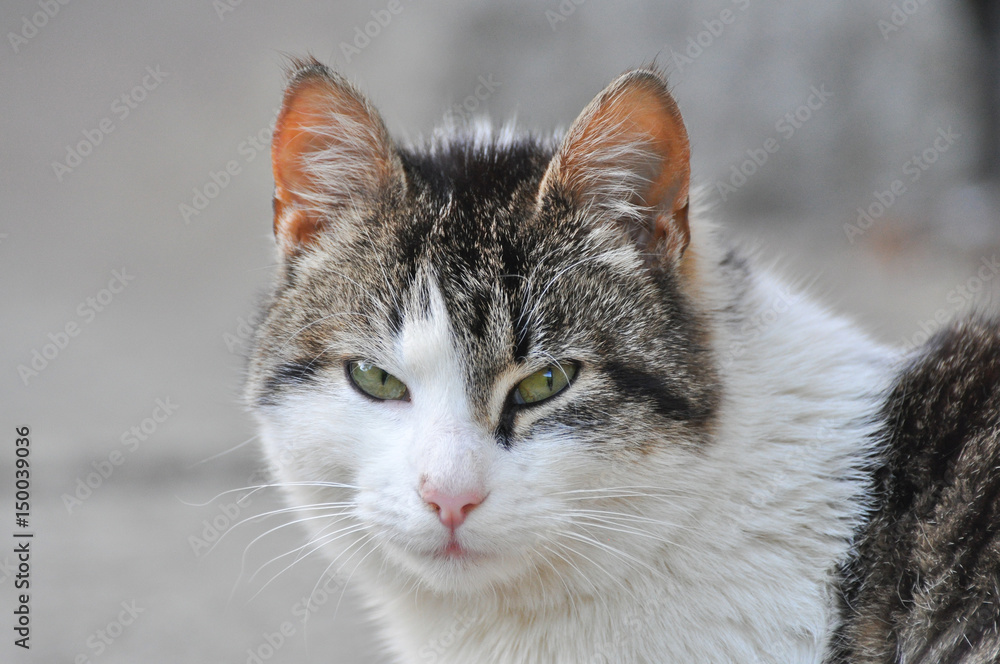Domestic cat portrait. Cute domestic kitty close-up Domestic cat portrait. Cute domestic kitty close-up
