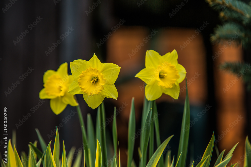 Obraz premium very nice colorful flower garden in spring