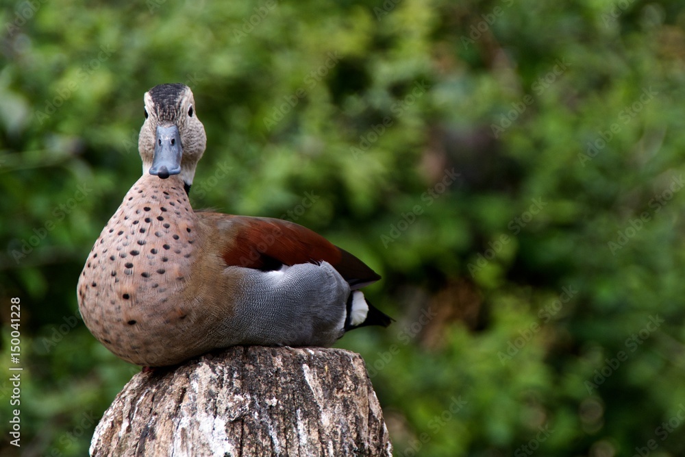 Obraz premium Male ringed teal (Callonetta leucophrys), a small South American duck.