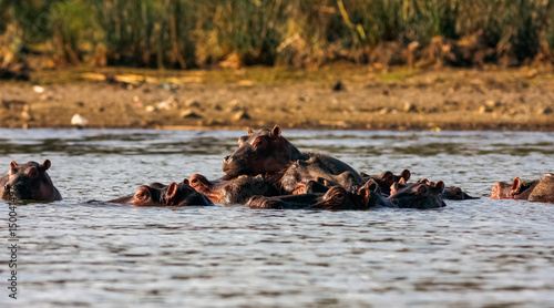 Naivasha hippos and family. Kenya, Africa 