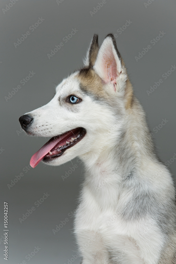 Cute husky puppy dog Cute husky puppy dog