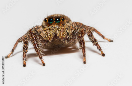 Selective focus macro of jumping spider on white background