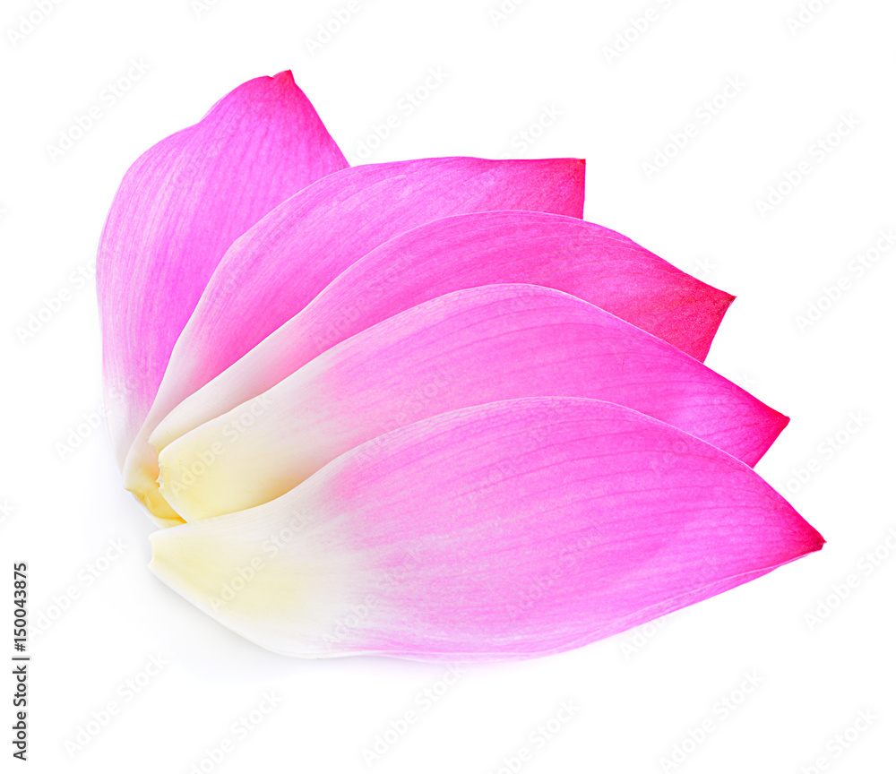 petal lotus flower isolated on white background petal lotus flower isolated on white background
