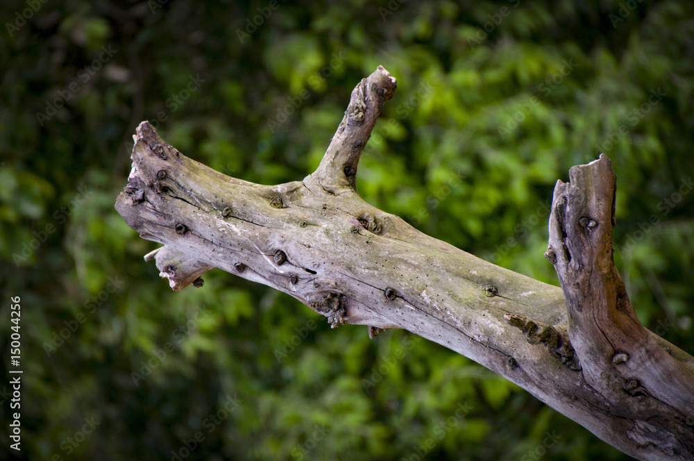 Almora tree stump Almora tree stump