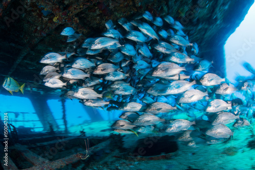 School of grunts by shipwreck, Cancun, Mexico photo