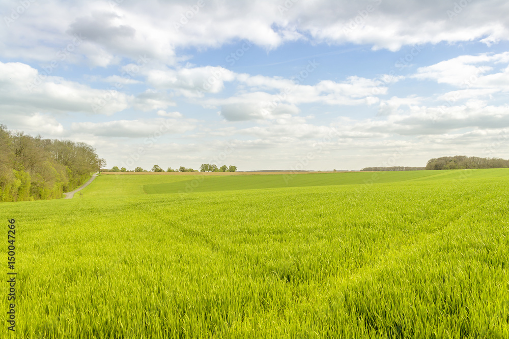 rural landscape at spring time