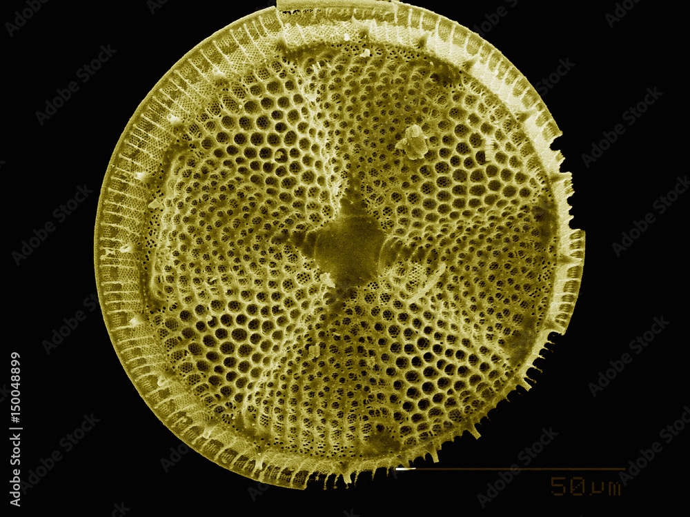 The test of a diatom imaged in a scanning electron microscope The test of a diatom imaged in a scanning electron microscope