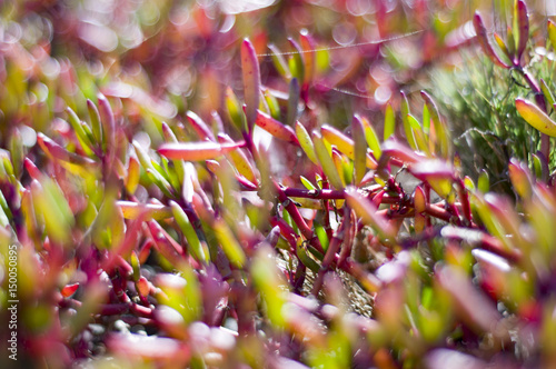 Boondall wetlands pink grass