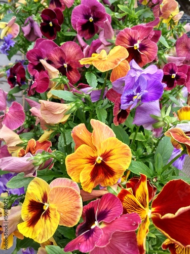 Billede på lærred Motley summer flowerbed of blooming varicolored pansy flowers (Viola   tricolor)