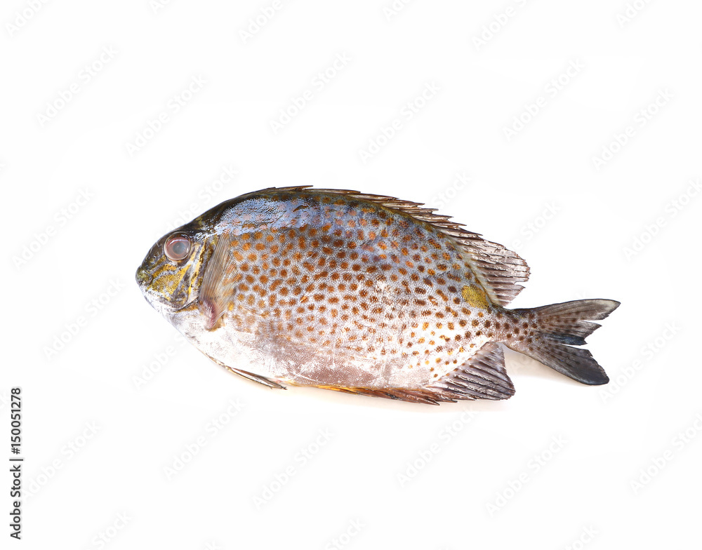 Fototapeta premium Golden spinefoot fish on white background.