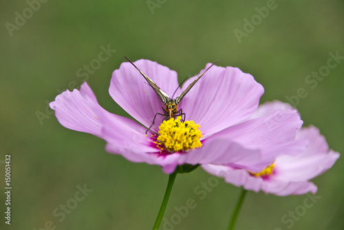 Buterfly on Purple flower