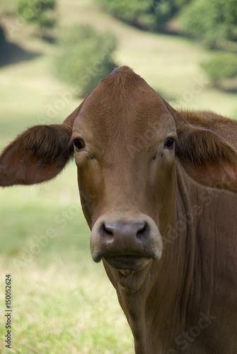 Cow head