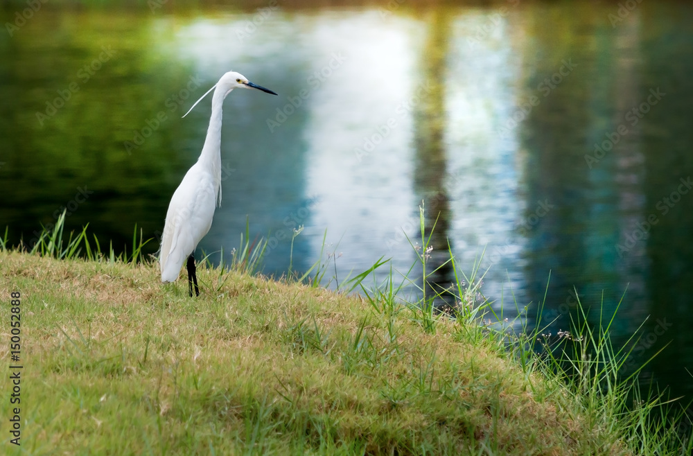Obraz premium White Little Egret glare at water for catch fish