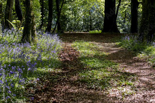 Fototapeta Naklejka Na Ścianę i Meble -  Woodland track meanders through the bluebell woods