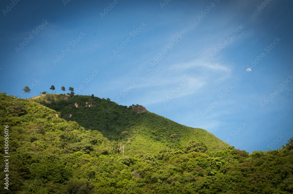 Foor trees on a mountain in Guatemala
