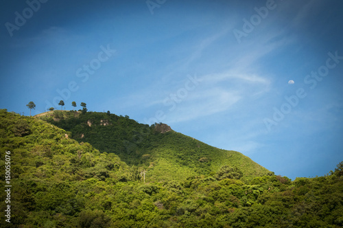 Foor trees on a mountain in Guatemala
