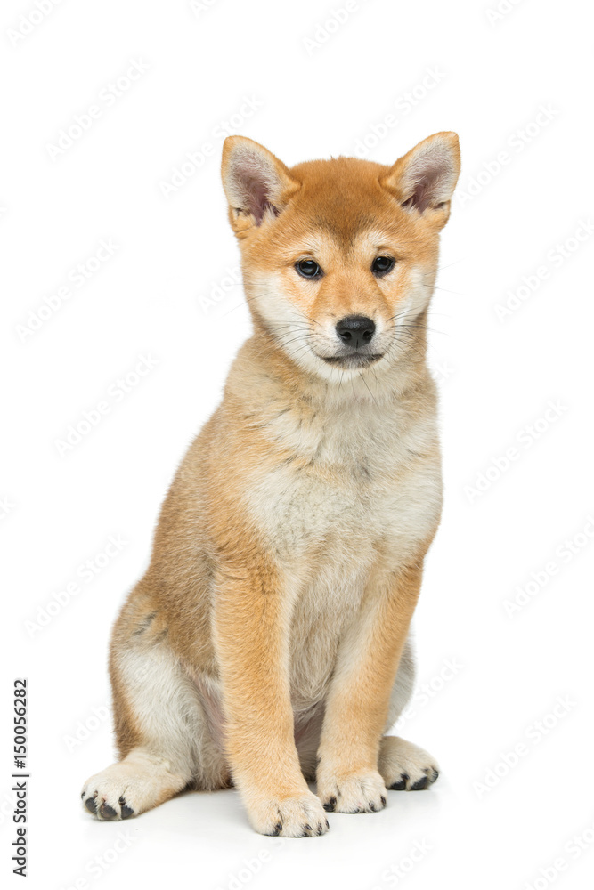 Beautiful shiba inu puppy isolated on white Beautiful shiba inu puppy isolated on white