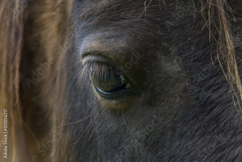 Horse eyelashes