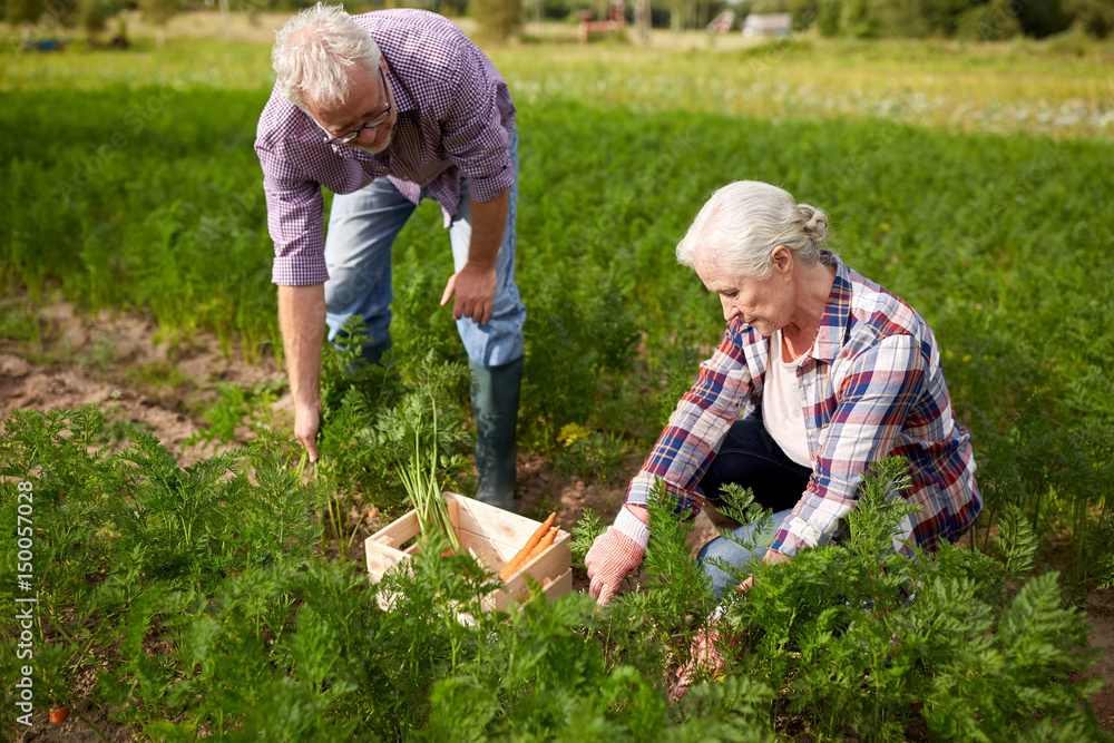 senior couple with box picking carrots on farm senior couple with box picking carrots on farm