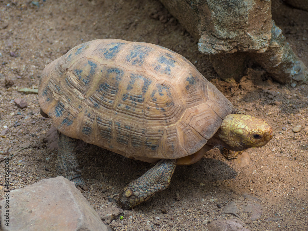 Obraz premium OLYMPUS DIGITAL CAMERA