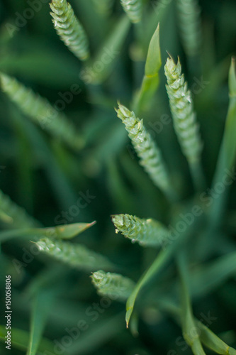 Зеленые колосья пшеницы