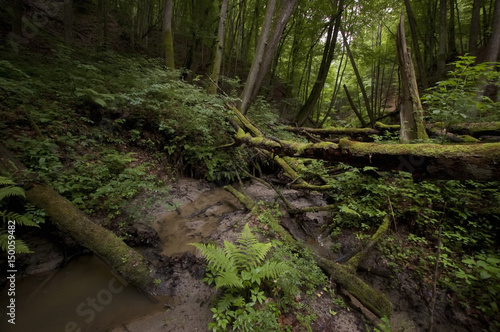 wilderness landscape  green vegetation in natural forest