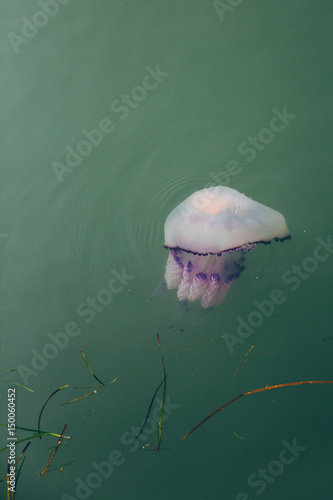 Fototapeta Naklejka Na Ścianę i Meble -  Purple jellyfish floating in green water.