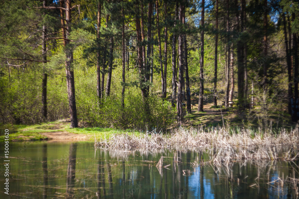 Obraz premium Small lake in forest during sunny day