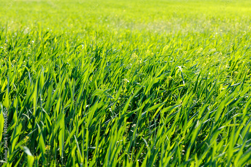 Background of green grass at sunrise