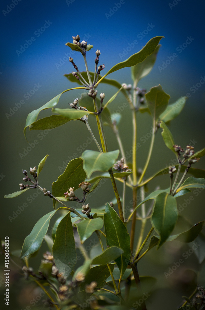 Obraz premium Shrub in Boondall wetlands
