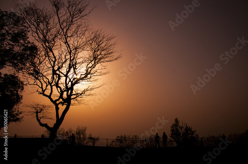 Sun behind the tree