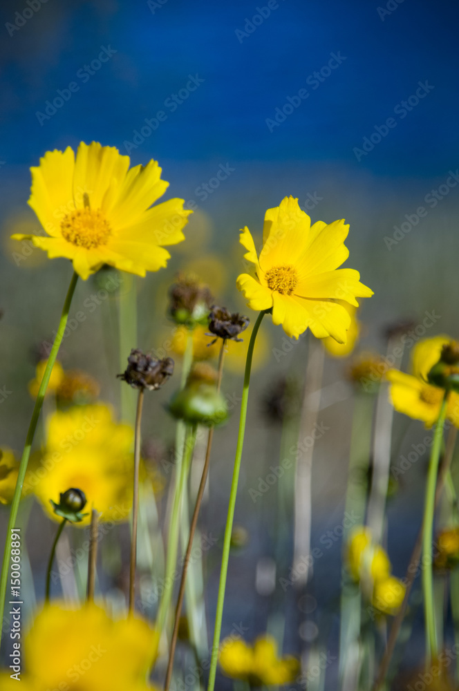 Obraz premium Yellow Wildflowers
