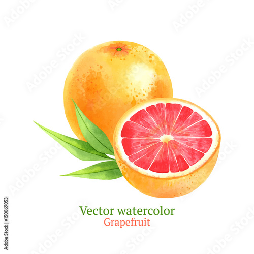 Watercolor vector grapefruit