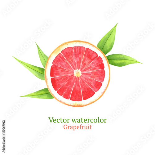 Watercolor vector grapefruit