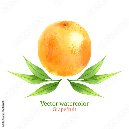Watercolor vector grapefruit