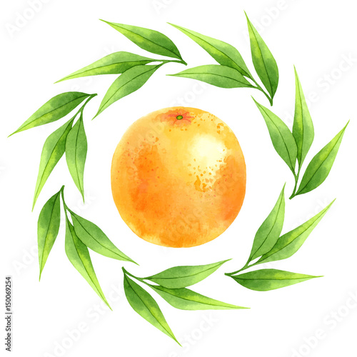 Watercolor vector grapefruit