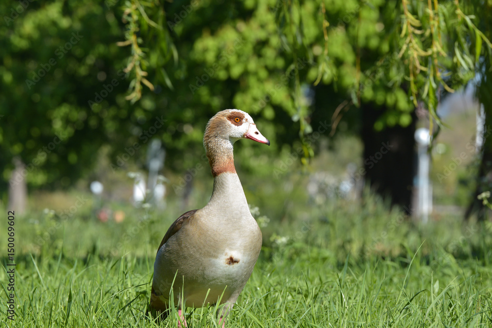Fototapeta premium Nilgänse am See