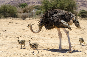 Plexiglas schilderij Struisvogel Struisvogelmoeder met kuikens in Eilat  © sergei_fish13