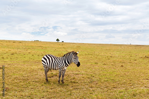 zebra grazing in savannah at africa