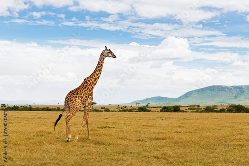 giraffe walking along savannah at africa