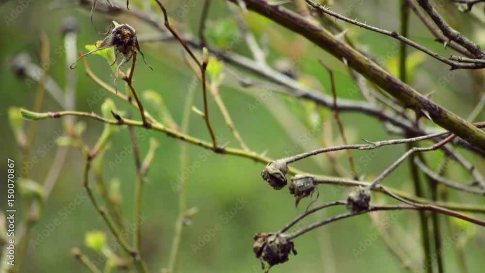 Branches with green leafs. Nature. Branches with green leafs. Nature.